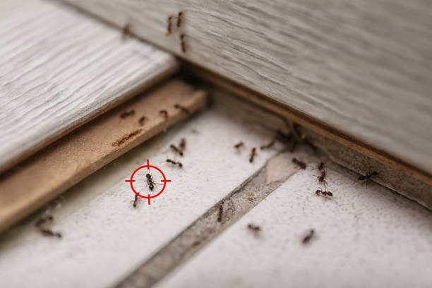 Insect Control in Trussville, AL